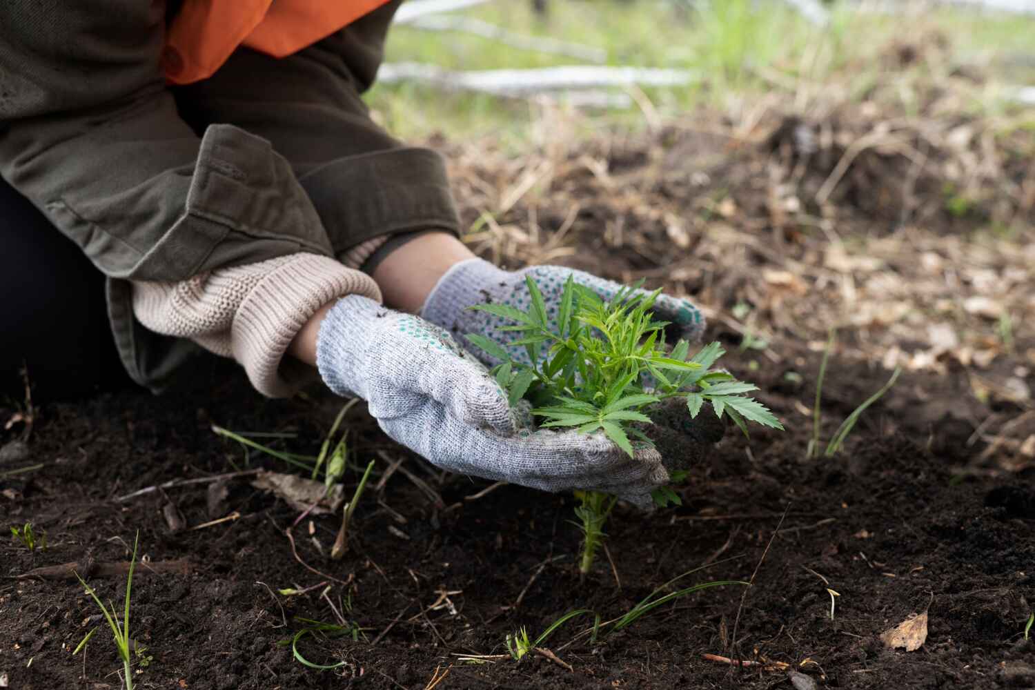 Professional Tree Service in Menard, TX